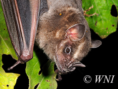 Artibeus lituratus